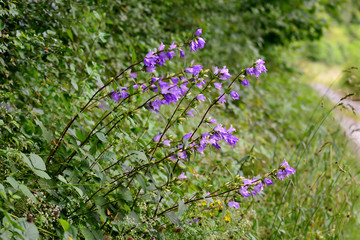 campanula flowers along a forest path