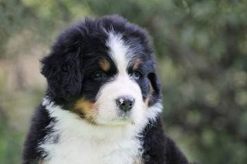 Bernese mountain dog puppy outside. Puppy in the kennel.