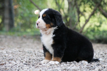 Bernese mountain dog puppy outside. Puppy in the kennel.