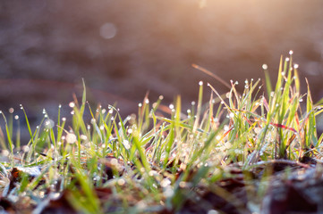 grass and dew. early morning outdoor. scenic lights