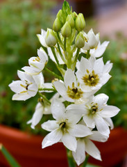 white flowers in the garden