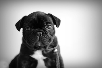 French bulldog puppy posing in the studio. Pink studio background.	
