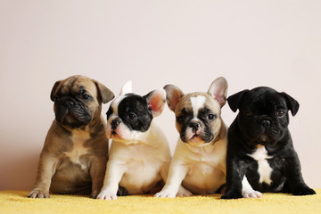 Four frencies posing inside. French bulldogs puppies in the studio.	