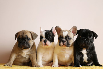 Four frencies posing inside. French bulldogs puppies in the studio.