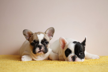 Four frencies posing inside. French bulldogs puppies in the studio.