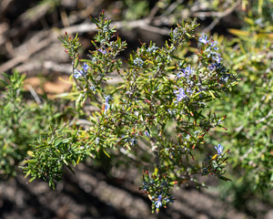 Purple flowers of Salvia rosmarinus