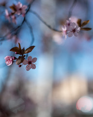 Plum flowers blooming in spring