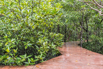 Tha Pom Khlong Song Nam mangrove forest at krabi, Krabi, Thailand. National Park.