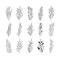 Set of floral design branches. Decoration elements for wedding. Vector isolated spring flourish borders.