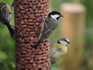a coal tit feeding on a bird feeder