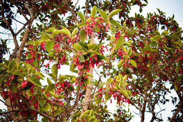 Fototapeta premium Red flowers on the big tree