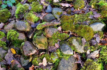 Obraz premium Green moss on old stones in the forest, background, texture.