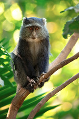 Obraz premium Sykes' monkey (Cercopithecus albogularis), also known as the white-throated monkey or Samango monkey, is an Old World monkey found between Ethiopia and South Africa