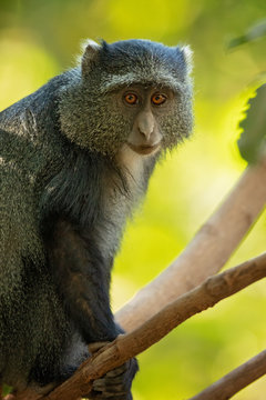 Sykes' monkey (Cercopithecus albogularis), also known as the white-throated monkey or Samango monkey, is an Old World monkey found between Ethiopia and South Africa