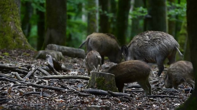 Wild boar (Sus scrofa) sounder foraging in forest and piglet scratching fur against tree stump