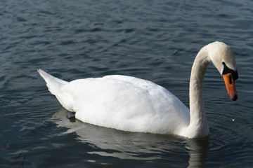 Schwan in freier Wildbahn schwimmt auf einem See mit und sucht essen