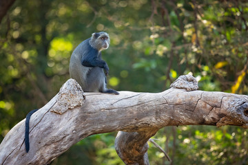 Sykes' monkey (Cercopithecus albogularis), also known as the white-throated monkey or Samango monkey, is an Old World monkey found between Ethiopia and South Africa