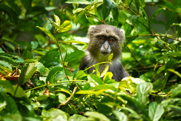 Sykes' monkey (Cercopithecus albogularis), also known as the white-throated monkey or Samango monkey, is an Old World monkey found between Ethiopia and South Africa