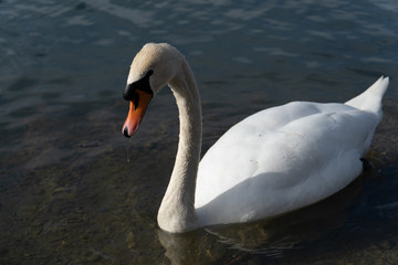 Schwan in freier Wildbahn schwimmt auf einem See mit und sucht essen