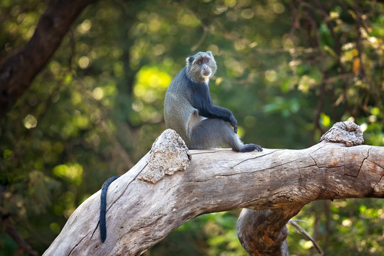 Sykes' monkey (Cercopithecus albogularis), also known as the white-throated monkey or Samango monkey, is an Old World monkey found between Ethiopia and South Africa