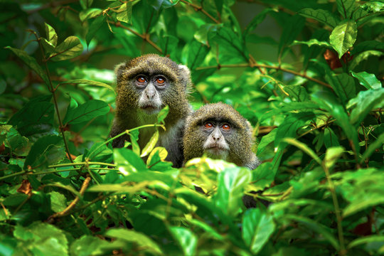 Sykes' monkey (Cercopithecus albogularis), also known as the white-throated monkey or Samango monkey, is an Old World monkey found between Ethiopia and South Africa