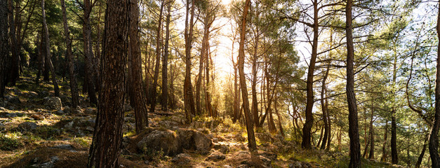Panoramic forest at sunrise