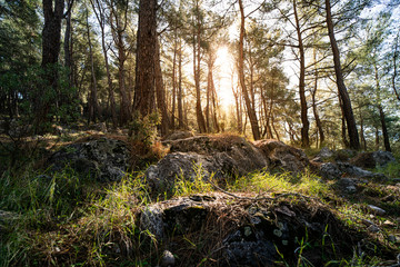 Forest at sunrise with strong shadows