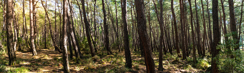 Panoramic forest at sunrise