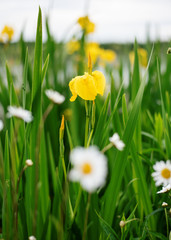 Yellow irises  and daisies in green grass in the day	