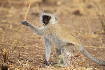 vervet monkey (Chlorocebus pygerythrus), or simply vervet, is an Old World monkey of the family...