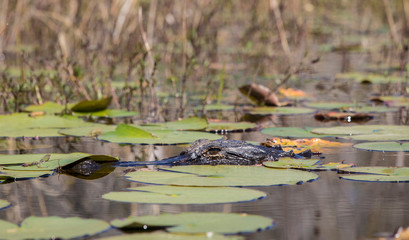 Partially submerged alligator, alligator mississippiensis, in the Okefenokee swamp.