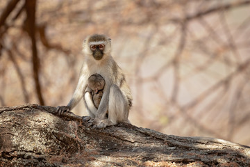 vervet monkey (Chlorocebus pygerythrus), or simply vervet, is an Old World monkey of the family Cercopithecidae native to Africa.