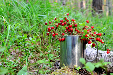 Bouquet of fresh wild strawberries on a background of green leaves and trees in the forest. Sweet and healthy red wild berry.