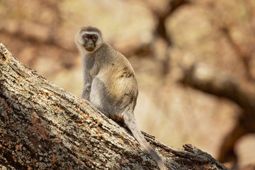 vervet monkey (Chlorocebus pygerythrus), or simply vervet, is an Old World monkey of the family Cercopithecidae native to Africa.