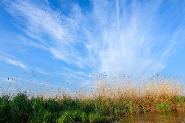 Reeds and grass on the shore of the lake against the blue cloudy sky