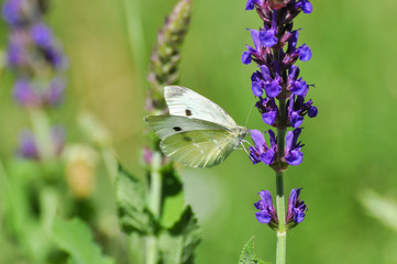 Small White butterfly, Pieris rapae, on wildflower. Beautiful butterfly on meadow