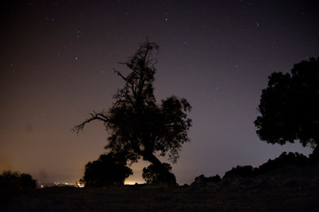 Noche estrellada via lactea en el bosque