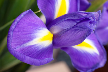 beautiful dark purple iris flower. closeup view.