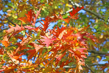 Autumn leaves against a blue sky	