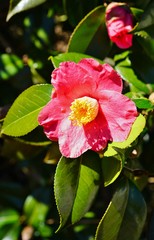 A pink camelia japonica flower in bloom