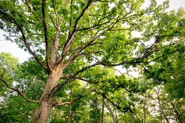 A massive mature oak tree in an oak savanna on a summer day.