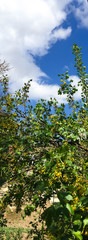 Fototapeta na wymiar Beautiful yellow flowers and green leaves on a currant bush on a background of blue sky. spring currant blossoms bush