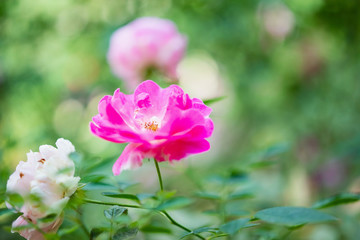 Beautiful pink roses flower in the garden