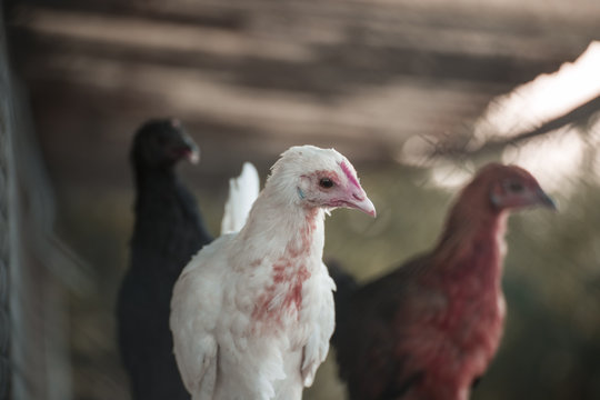 gallinas europeas en granja ecológica en españa