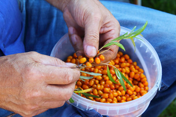 A man picks and cleans the berries of sea buckthorn. Close-up. Background.