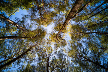 Looking up into a forest canopy