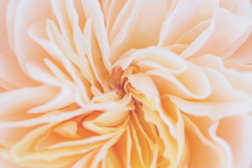 Beautiful rose flower close up abstract background