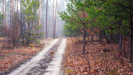 road in a misty morning forest