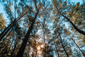 Forest at sunrise with strong shadows