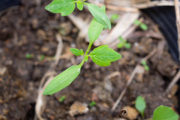 Tomato sprouts close up in the garden